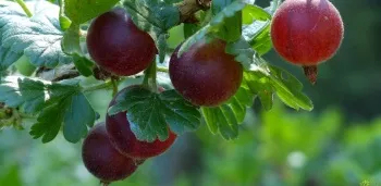 Формування куща агрусу правила обрізки, етапи, терміни (агрусу) Формування куща агрусу правила обрізки, етапи, терміни