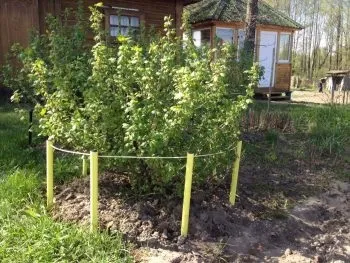 Формування куща агрусу правила обрізки, етапи, терміни (обрізки) Формування куща агрусу правила обрізки, етапи, терміни