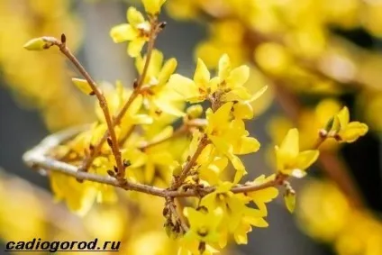 форзиція чагарник