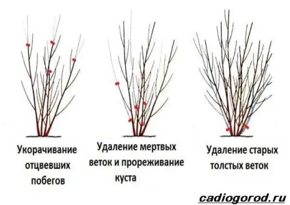 форзиція чагарник