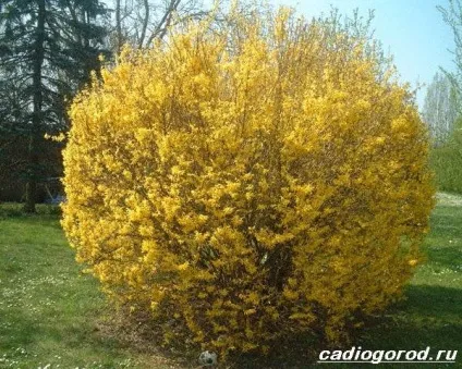 форзиція чагарник