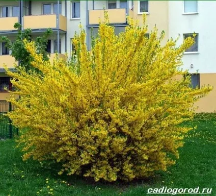 форзиція чагарник