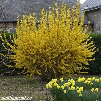форзиція чагарник