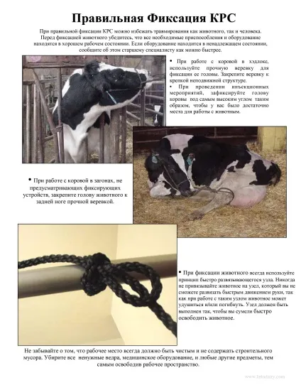 Фіксація і повал ВРХ