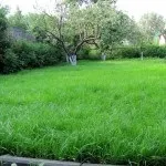 Газон на дачі своїми руками - кращі фото ідеї (дачі) Газон на дачі своїми руками - кращі фото ідеї
