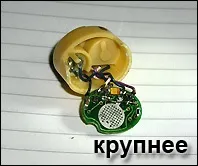 Де ховаються жучки