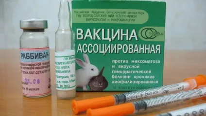 Геморагічна хвороба кролів симптоми, лікування і вакцинація