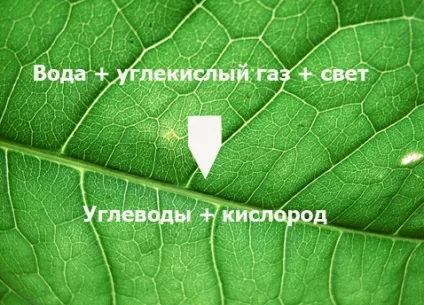 Фотосинтез, акваловер