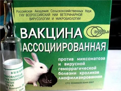 Геморагічна хвороба кролів ознаки захворювання і способи лікування (кроликів) Геморагічна хвороба кролів ознаки захворювання і способи лікування