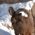 Гірський козел огляд і характеристика підвидів породи з фото і відео (фото) Гірський козел огляд і характеристика підвидів породи з фото і відео