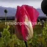 Глазуровані сирки користь і шкода (глазуровані) Глазуровані сирки користь і шкода