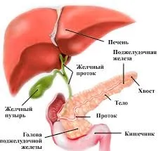 Гормональні (ендокринні) захворювання у кішок і котів (захворювання) Гормональні (ендокринні) захворювання у кішок і котів