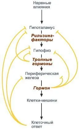 Гормони 3 біохімія