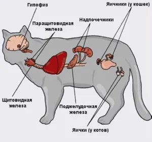 Гормональні (ендокринні) захворювання у кішок і котів (Захворювання ендокринної системи) Гормональні (ендокринні) захворювання у кішок і котів