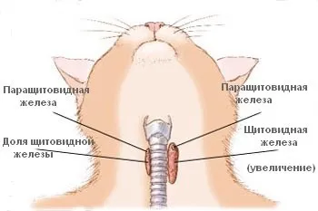 Гормональні (ендокринні) захворювання у кішок і котів (захворювання) Гормональні (ендокринні) захворювання у кішок і котів