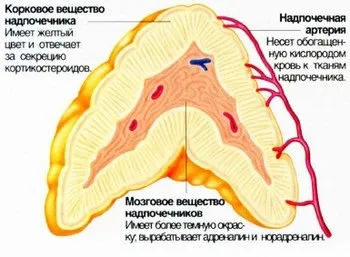 Гормональні (ендокринні) захворювання у кішок і котів (Захворювання ендокринної системи) Гормональні (ендокринні) захворювання у кішок і котів