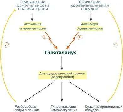 Гормони 3 біохімія