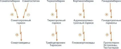 Гормони 3 біохімія