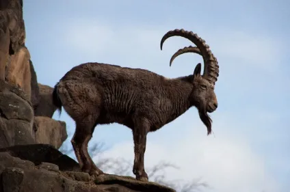 Гірський козел огляд і характеристика підвидів породи з фото і відео (фото) Гірський козел огляд і характеристика підвидів породи з фото і відео