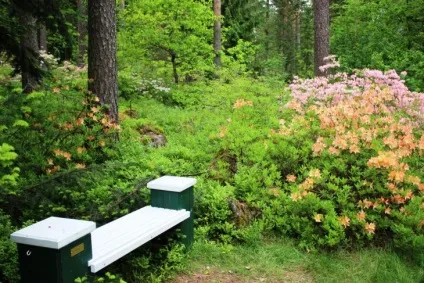 Голландський сад в ландшафтному дизайні 50 фото ідей (фото) Голландський сад в ландшафтному дизайні 50 фото ідей