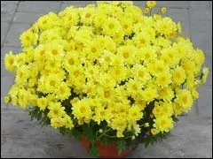 Хризантема горщиків і їх успішне вирощування (горшкові) Хризантема горщиків і їх успішне вирощування