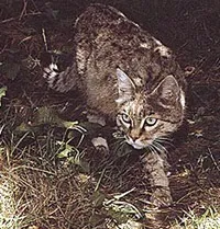 Індійський степовій кіт (felis silvestris ornata), індійська дика кішка, ареал зовнішній вигляд забарвлення (ornata) Індійський степовій кіт (felis silvestris ornata), індійська дика кішка, ареал зовнішній вигляд забарвлення
