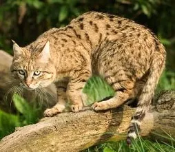 Індійський степовій кіт (felis silvestris ornata), індійська дика кішка, ареал зовнішній вигляд забарвлення (ornata) Індійський степовій кіт (felis silvestris ornata), індійська дика кішка, ареал зовнішній вигляд забарвлення