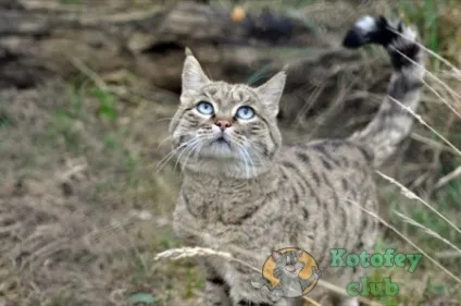 Індійський степовій кіт, клуб любителів кішок (степовий) Індійський степовій кіт, клуб любителів кішок