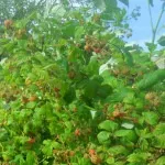 Вівсюг звичайний шкоду і заходи боротьби, мамині шпаргалочкі
