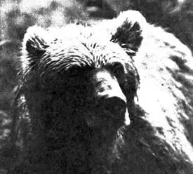 Полювання на бурого ведмедя (завжди поява ведмедя) Полювання на бурого ведмедя