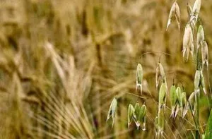 Вівсюг звичайний шкоду і заходи боротьби, мамині шпаргалочкі