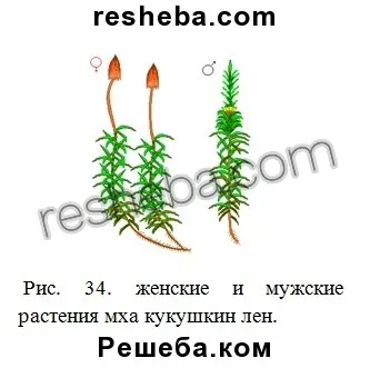 параграф 20