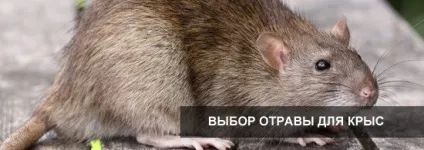 Отрута для щурів - рейтинг найсильніших отрут (отрута) Отрута для щурів - рейтинг найсильніших отрут