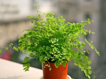 Папороті - види і найпопулярніші сорти