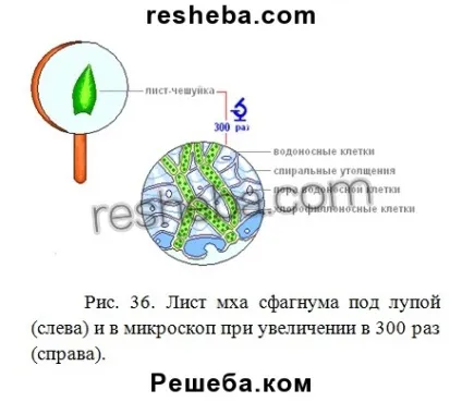 параграф 20