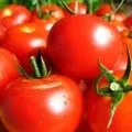 Томат бони-м відгуки, опис, характеристика, фото (томат) Томат бони-м відгуки, опис, характеристика, фото