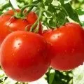 Томат бони-м відгуки, опис, характеристика, фото (бони-м) Томат бони-м відгуки, опис, характеристика, фото