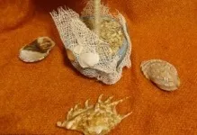 Топиарий з черепашок своїми руками покрокове фото з морських майстер клас, мк (топиарий з черепашок своїми руками покрокове фото) Топиарий з черепашок своїми руками покрокове фото з морських майстер клас, мк