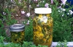 Попелиця на смородині як боротися, ніж обробити (боротися) Попелиця на смородині як боротися, ніж обробити