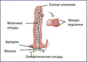 Тонкий кишечник анатомія, функції, захворювання, імунітет, травлення (функції) Тонкий кишечник анатомія, функції, захворювання, імунітет, травлення