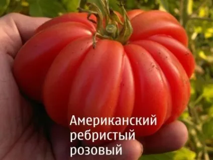 Томат американський ребристий характеристика та опис сорту (ребристий) Томат американський ребристий характеристика та опис сорту