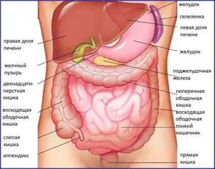 Тонкий кишечник анатомія, функції, захворювання, імунітет, травлення (тонкий) Тонкий кишечник анатомія, функції, захворювання, імунітет, травлення