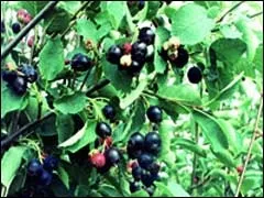 Ірга радує врожаями і лікує (ірга) Ірга радує врожаями і лікує