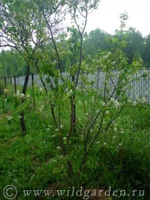 Ірга - вирощування і догляд - корисні властивості ірги - заготовки з ірги - сад і город - дикий дачник (корисні) Ірга - вирощування і догляд - корисні властивості ірги - заготовки з ірги - сад і город - дикий дачник