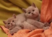 Як давати смекту кошеняті