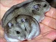 Як брати хом'яка на руки