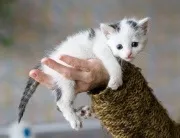 Як давати смекту кошеняті