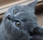 Як давати смекту кошеняті