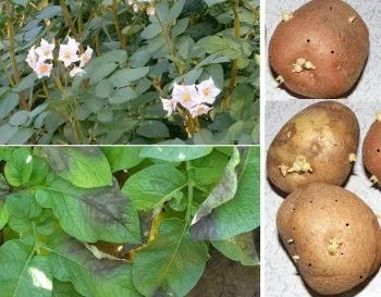 Як боротися з фітофторою на картоплі (спори) Як боротися з фітофторою на картоплі