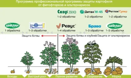 Як боротися з фітофторою на картоплі (фітофтороз) Як боротися з фітофторою на картоплі
